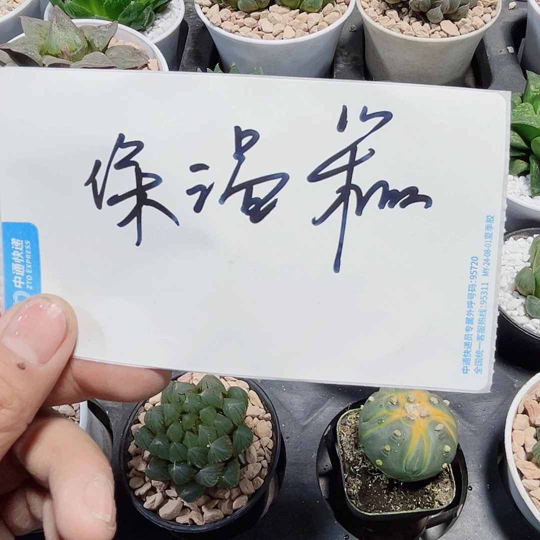 保温箱发货多肉系列