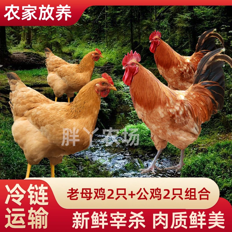 【中秋佳节】组合装 2只2年母鸡➕赠2只公鸡  4只总净重10斤