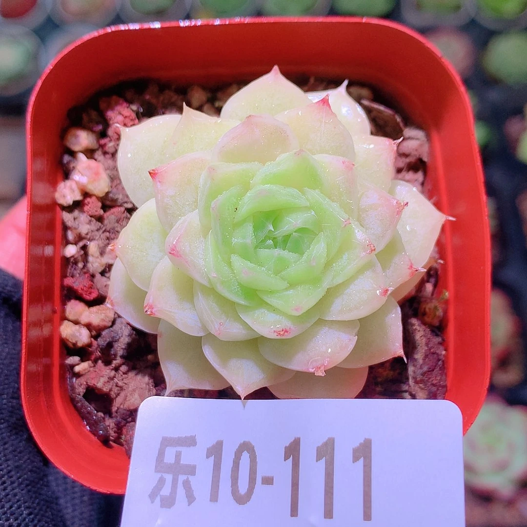 乐然10-111 白天鹅