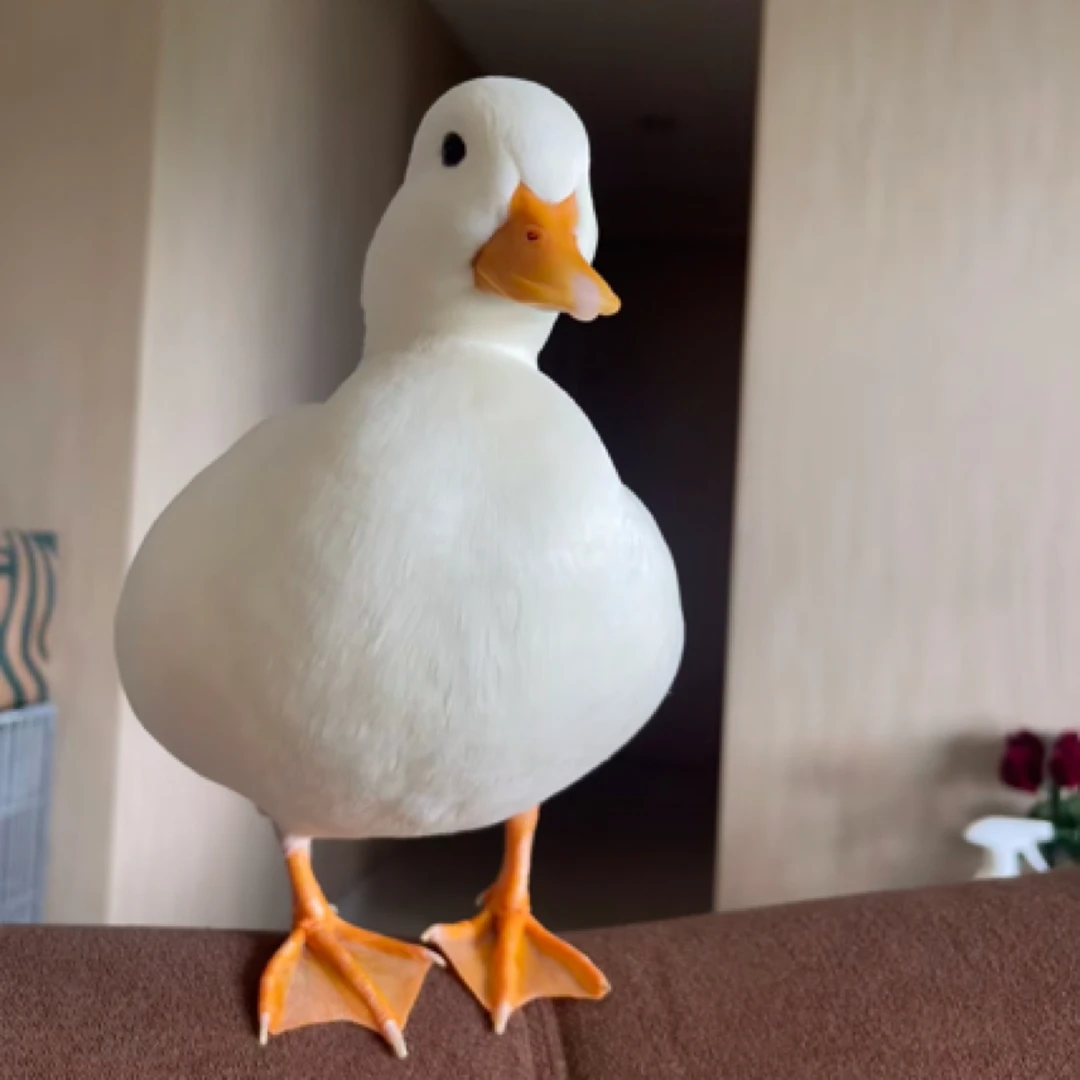 【次日达】纯种S级柯尔鸭纯种S级肉肉de