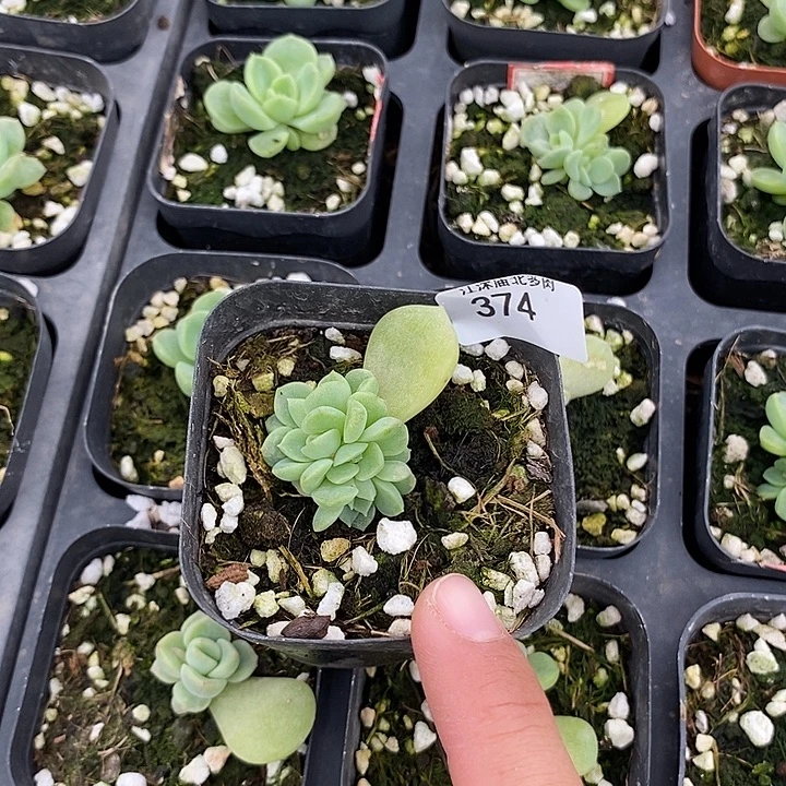 标374财富密码花开c1群