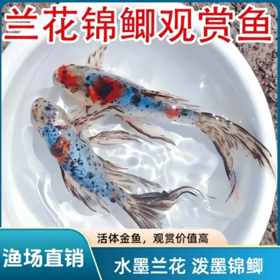 水墨玉兰花金鱼5-7公分 保底25条 4号泡沫箱  包邮包损  随机混搭