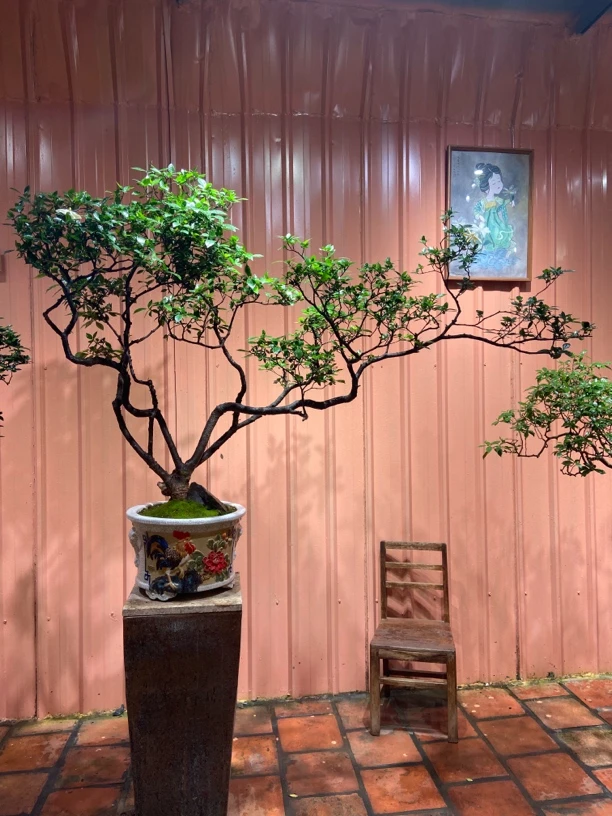 海岛栀子花老桩盆景矮霸丛林游龙形