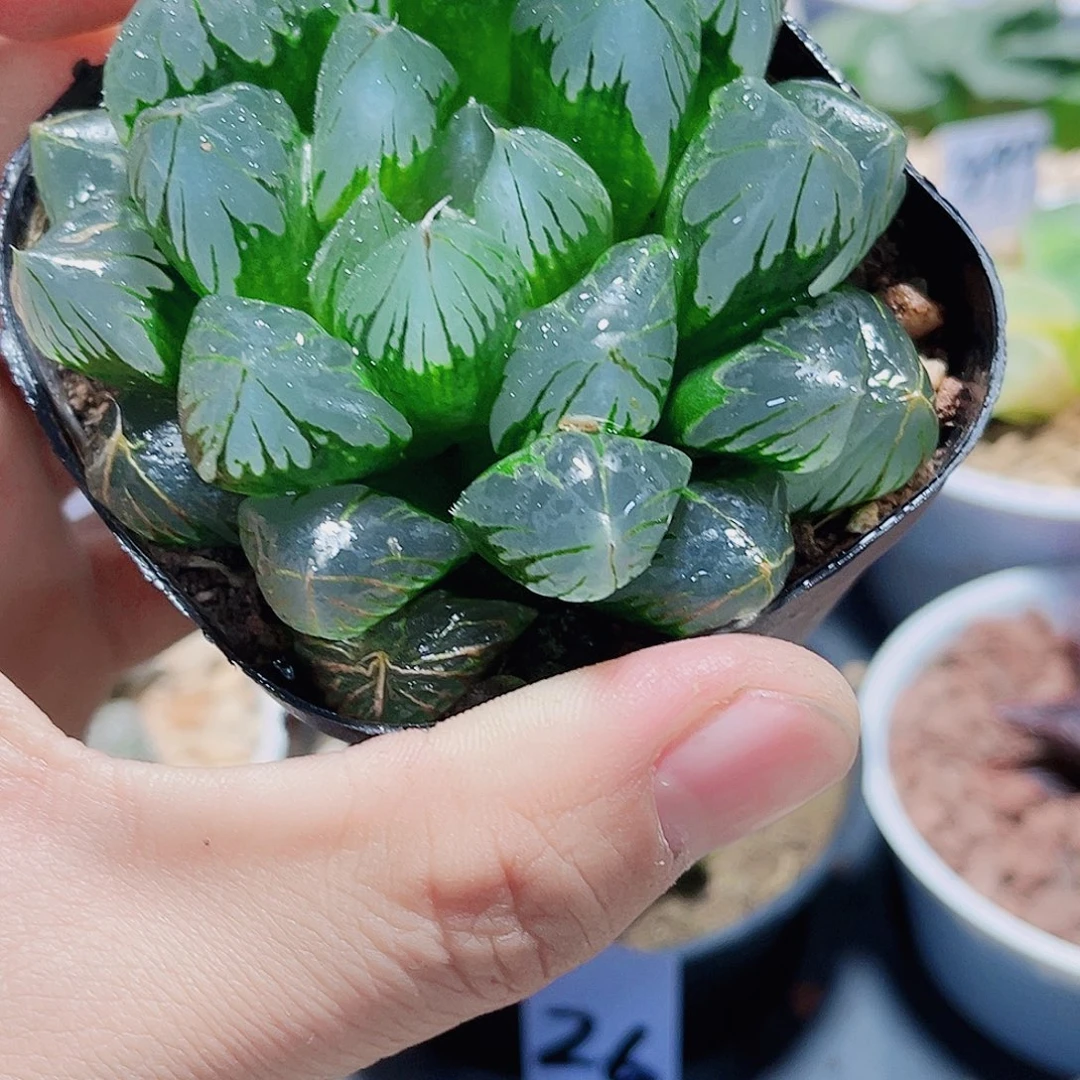 水晶雨露新手好养