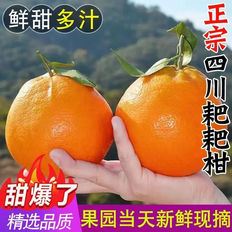 春见耙耙柑【老树果更甜】四川眉山新鲜细嫩多汁孕妇适用维C水果