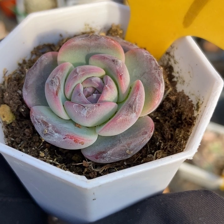 567黑橙多肉植物保护