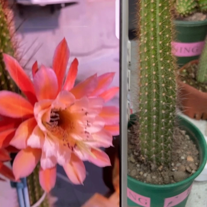 仙人球金三蝴蝶自根一个