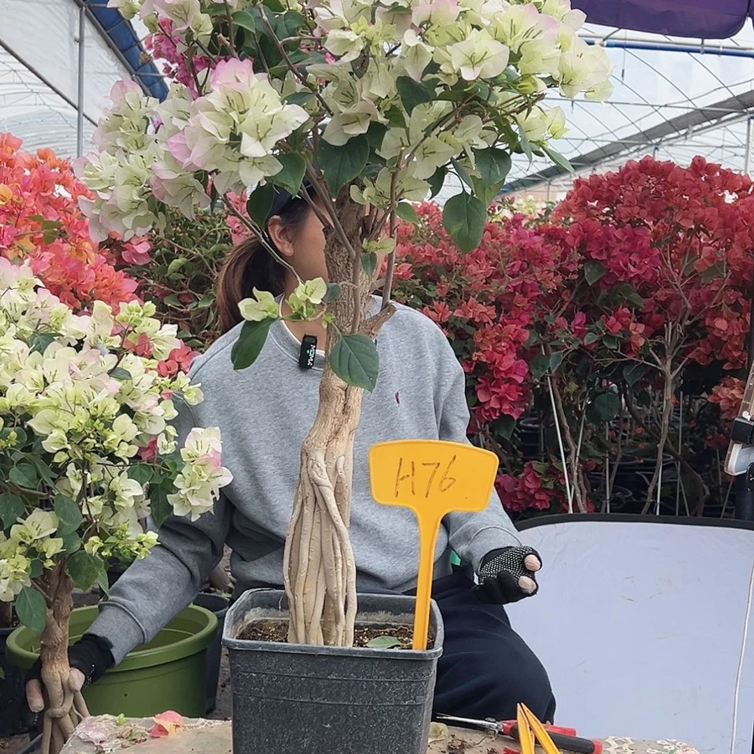 清***秀大部分花苞少量开放H76绿樱