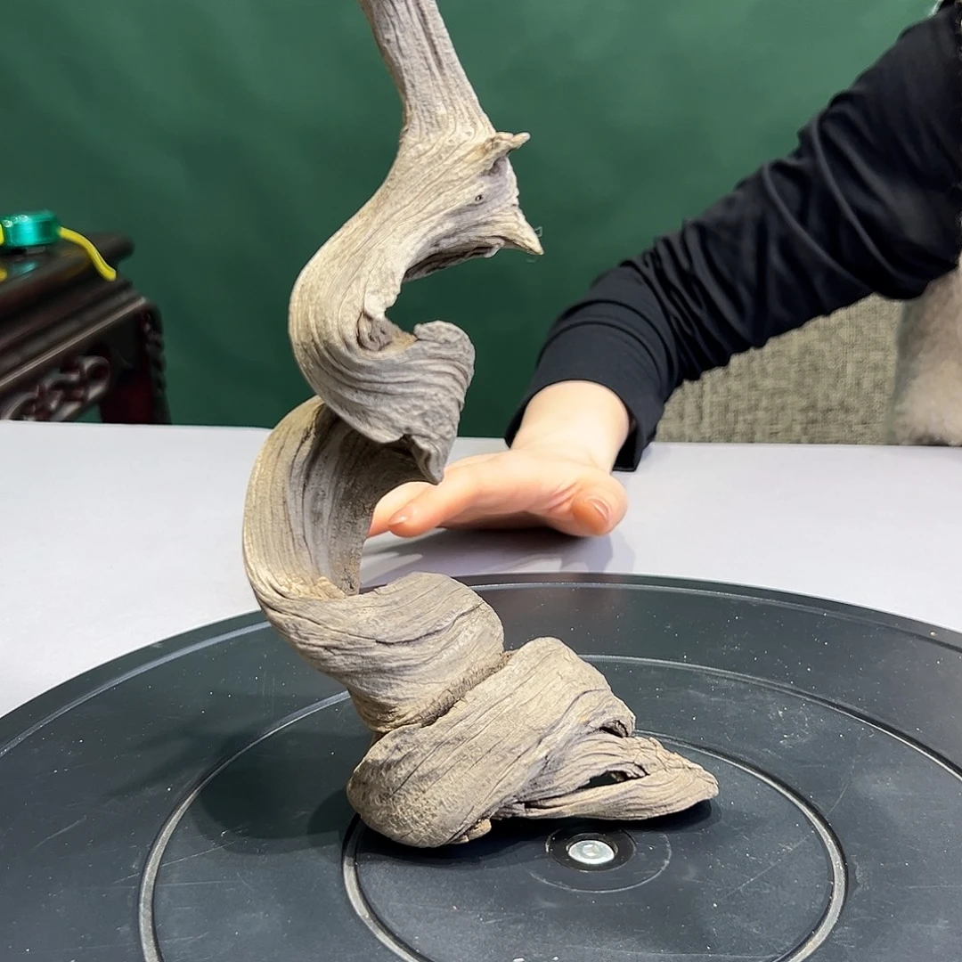 电***心柏木（崖柏）扭转乾坤 小古树