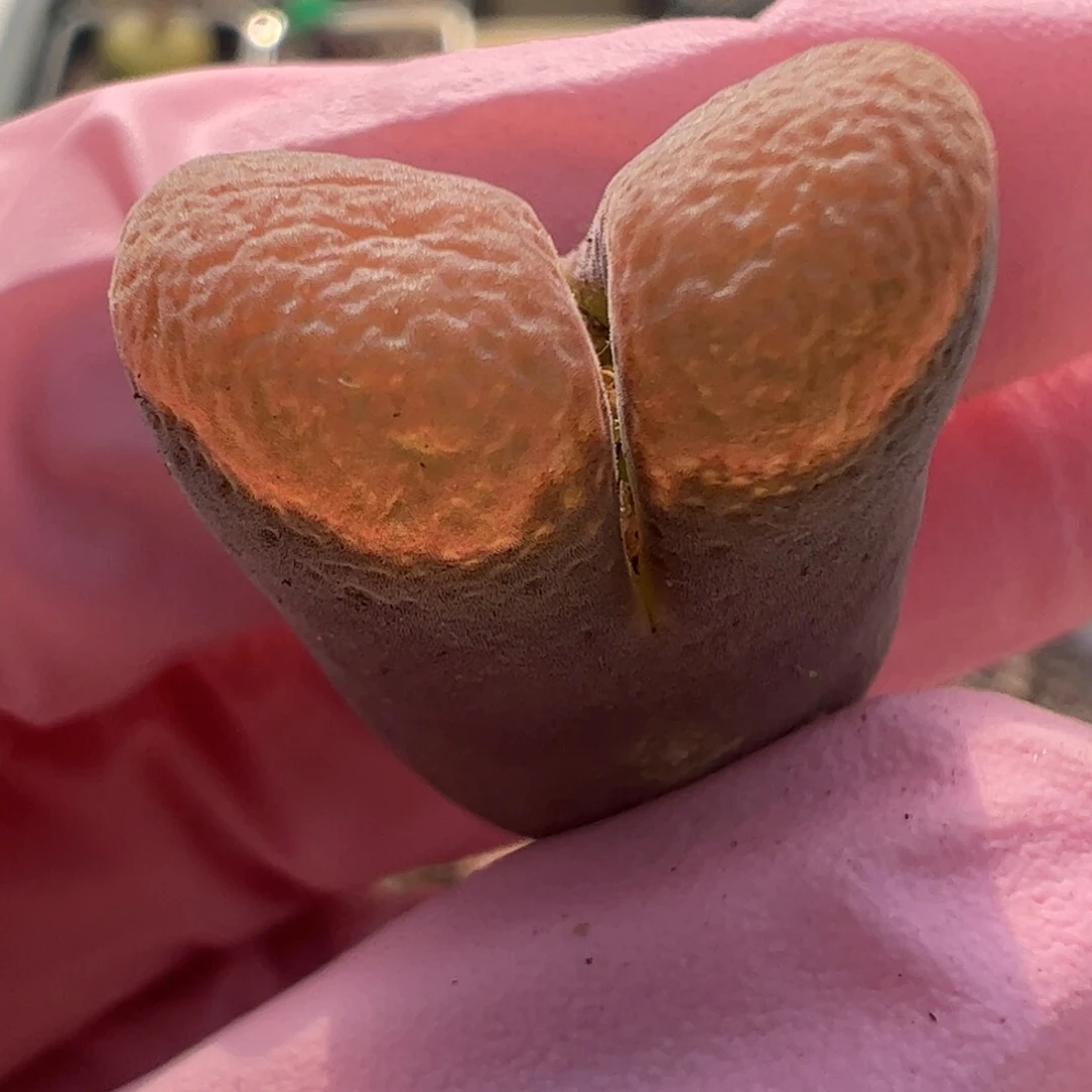 598 好看的多肉冲冲冲