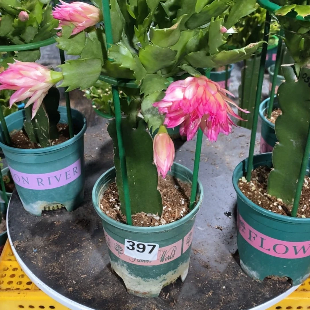 【闪购商品】当前无花朵，栽培后可花朵天***?397嫁接073