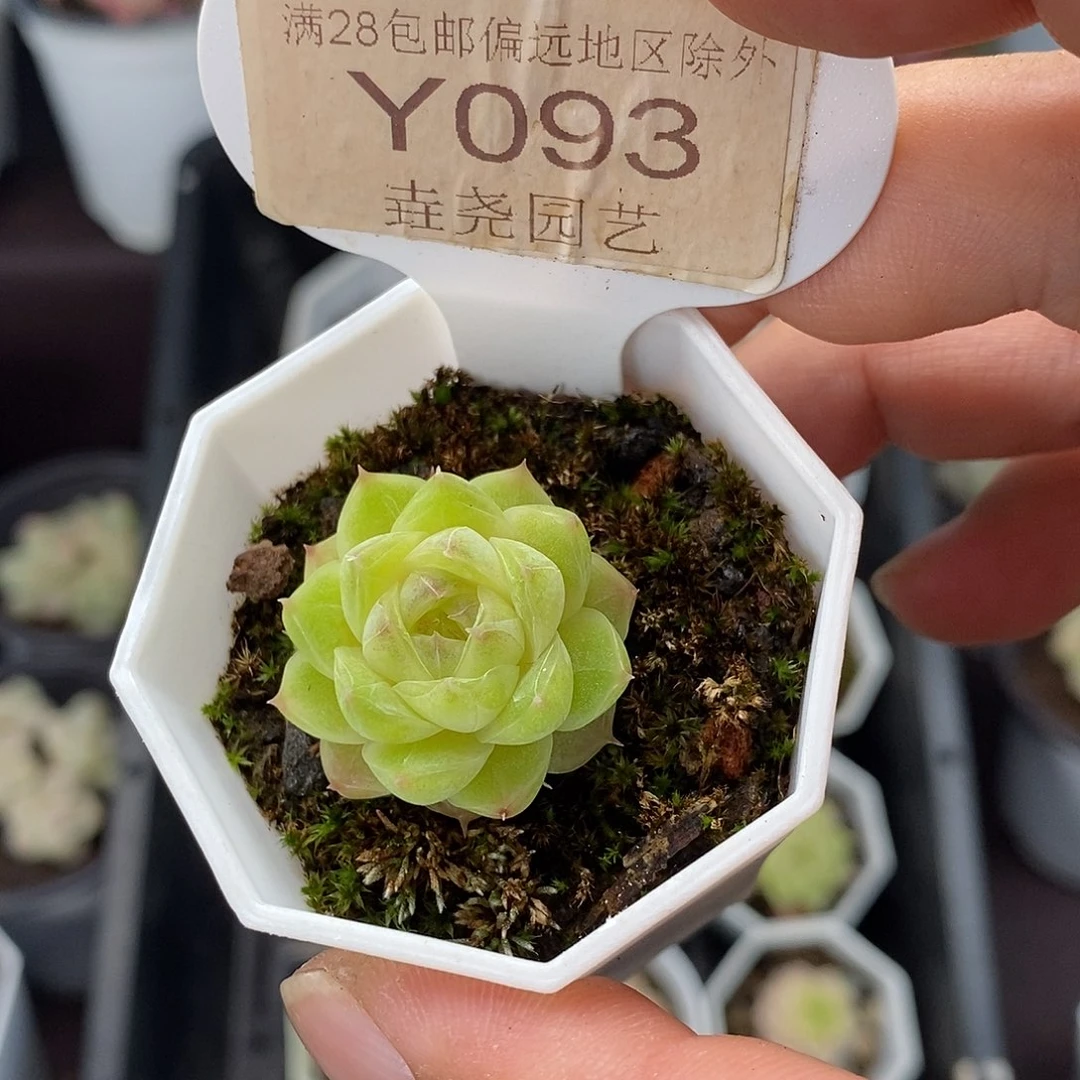 0093 麦秆单头2.5cm