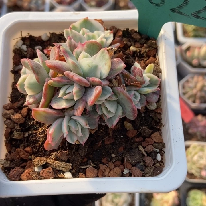 7022八头伯克利多肉植物