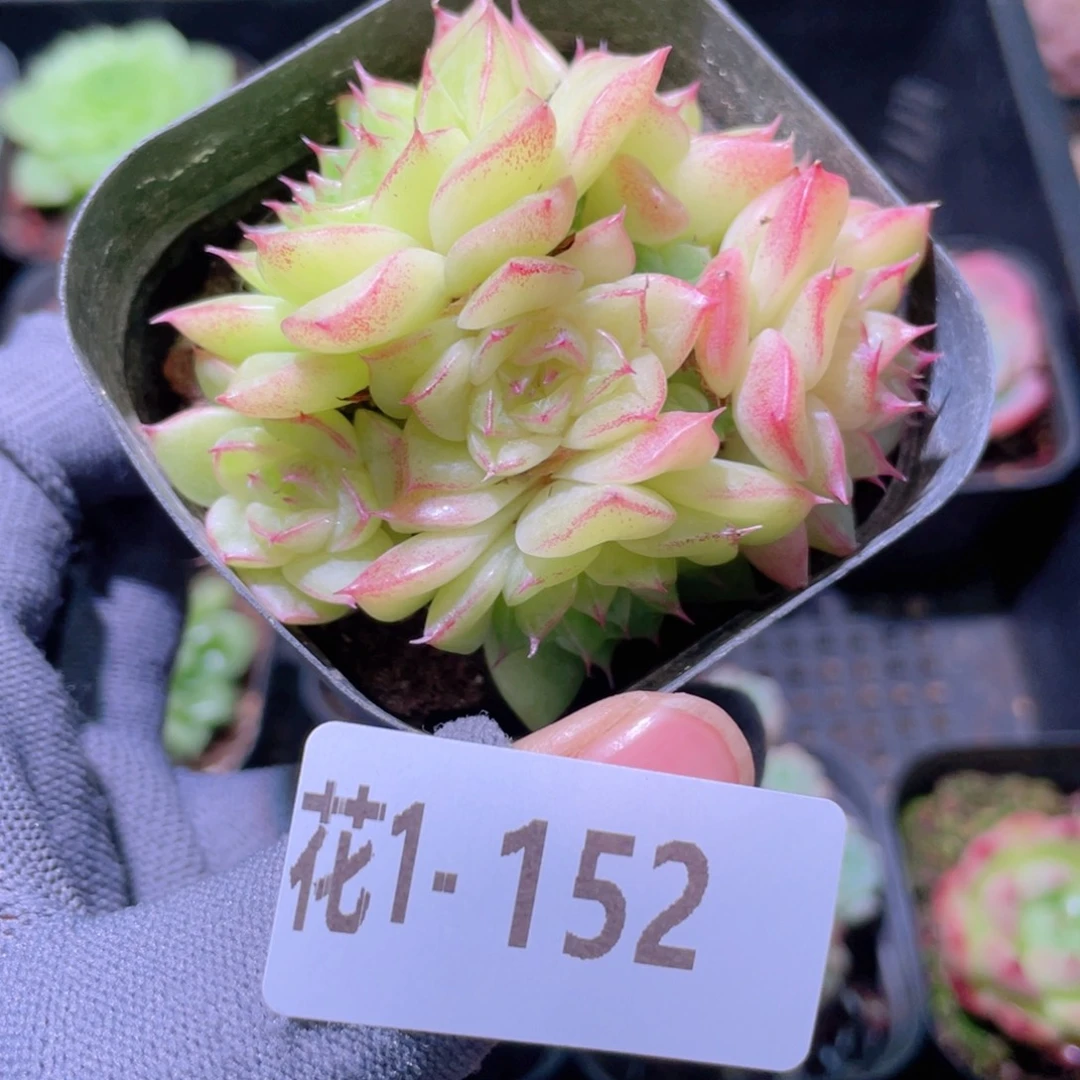 花利美1-152麦秆群