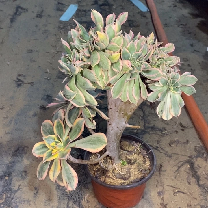 灿烂缀多肉植物30