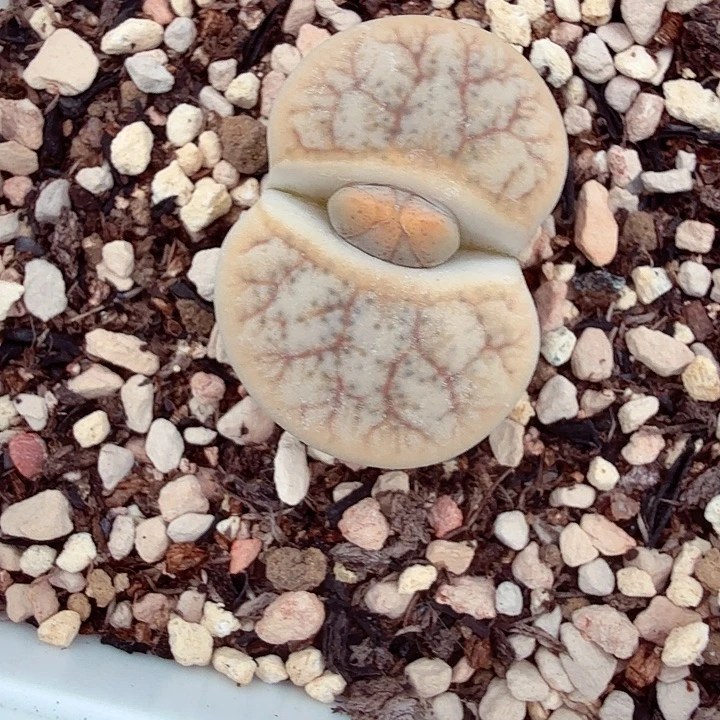 这个点吃晚饭真的有点晕307