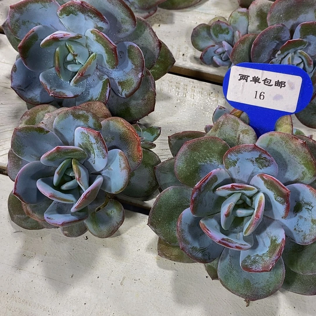 16-精品母本韩版奶茶单头两个