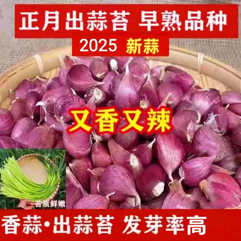正宗紫皮大蒜红皮蒜瓣正月种红根蒜苗大蒜子新鲜香蒜蒜种子早蒜种