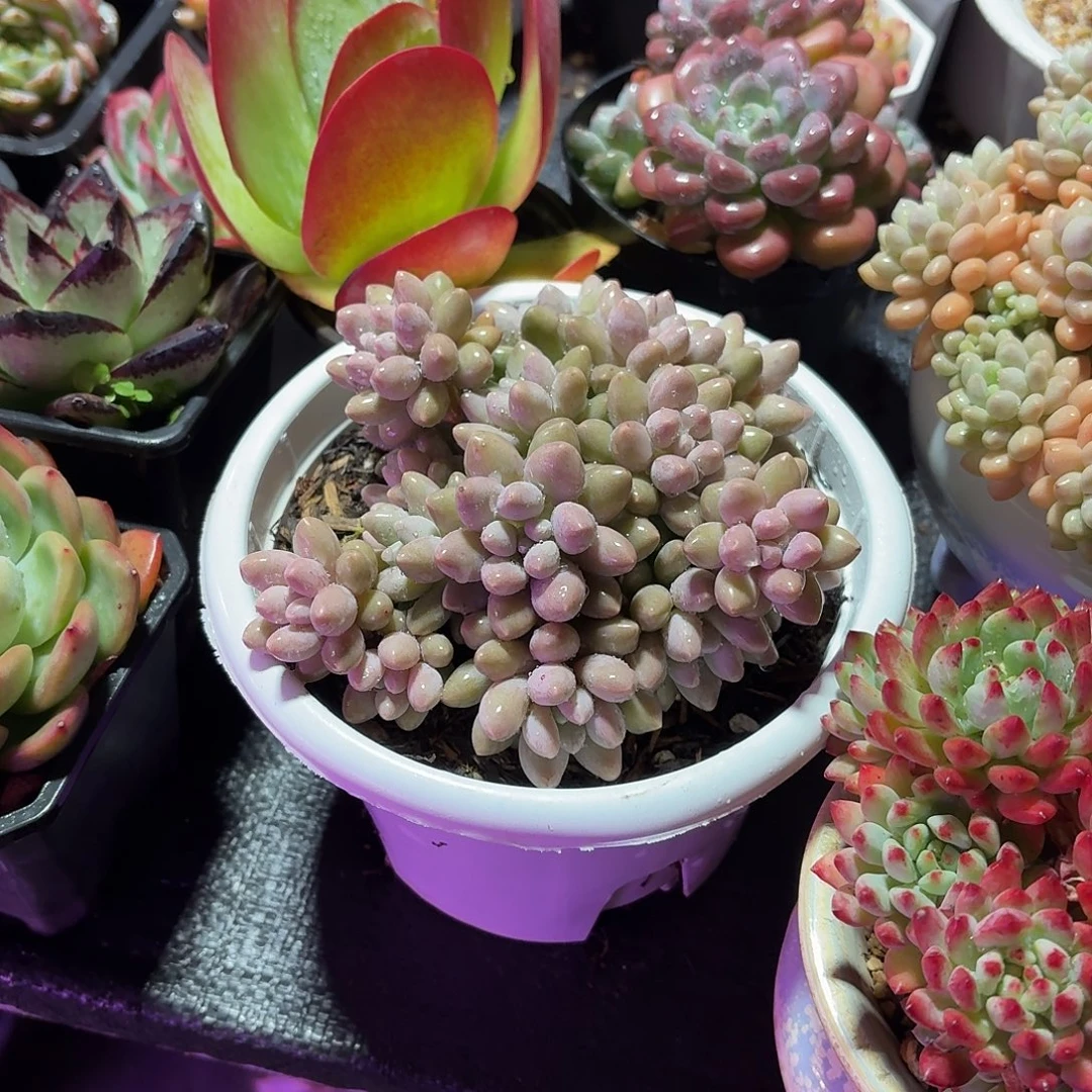星黛露多肉整群15㎝盆