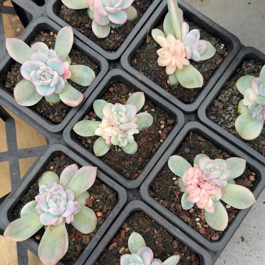 橙梦露锦腹轮锦底座