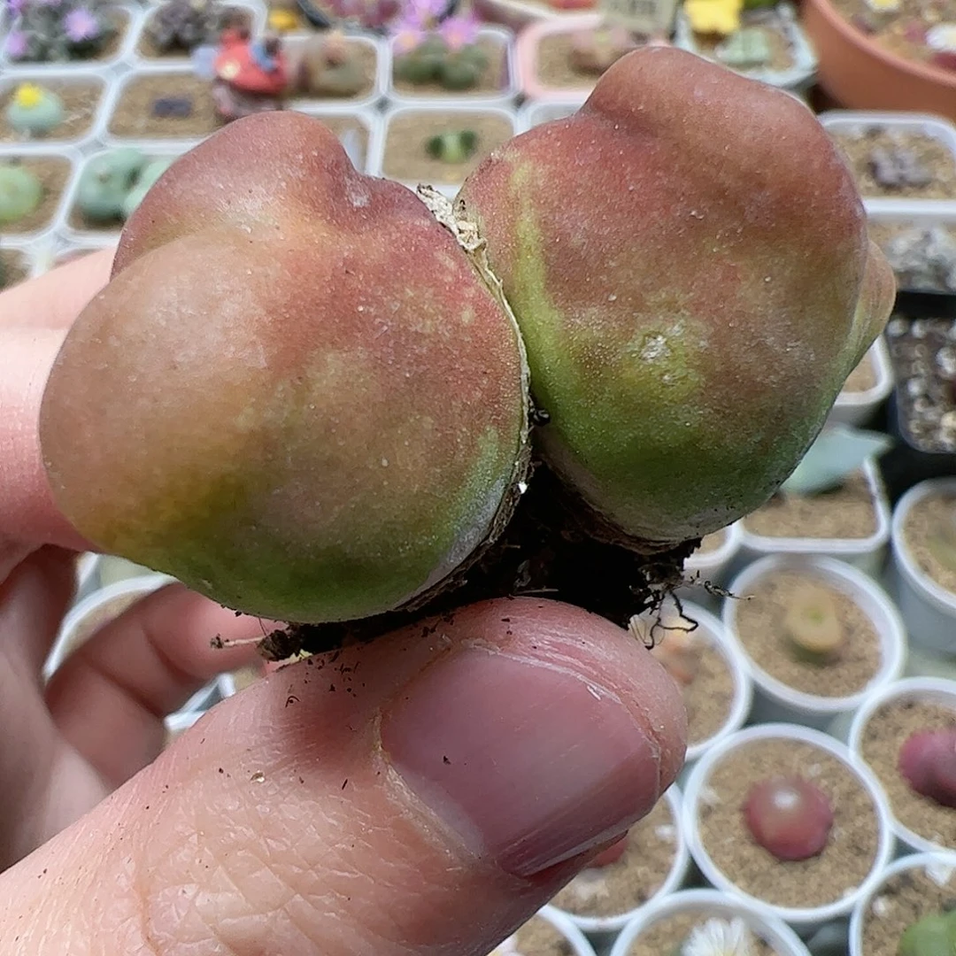 【闪购商品】107 开播福利