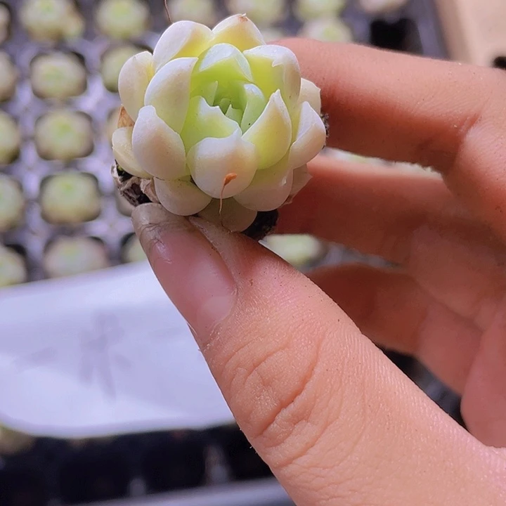 80精品白月影2颗一组