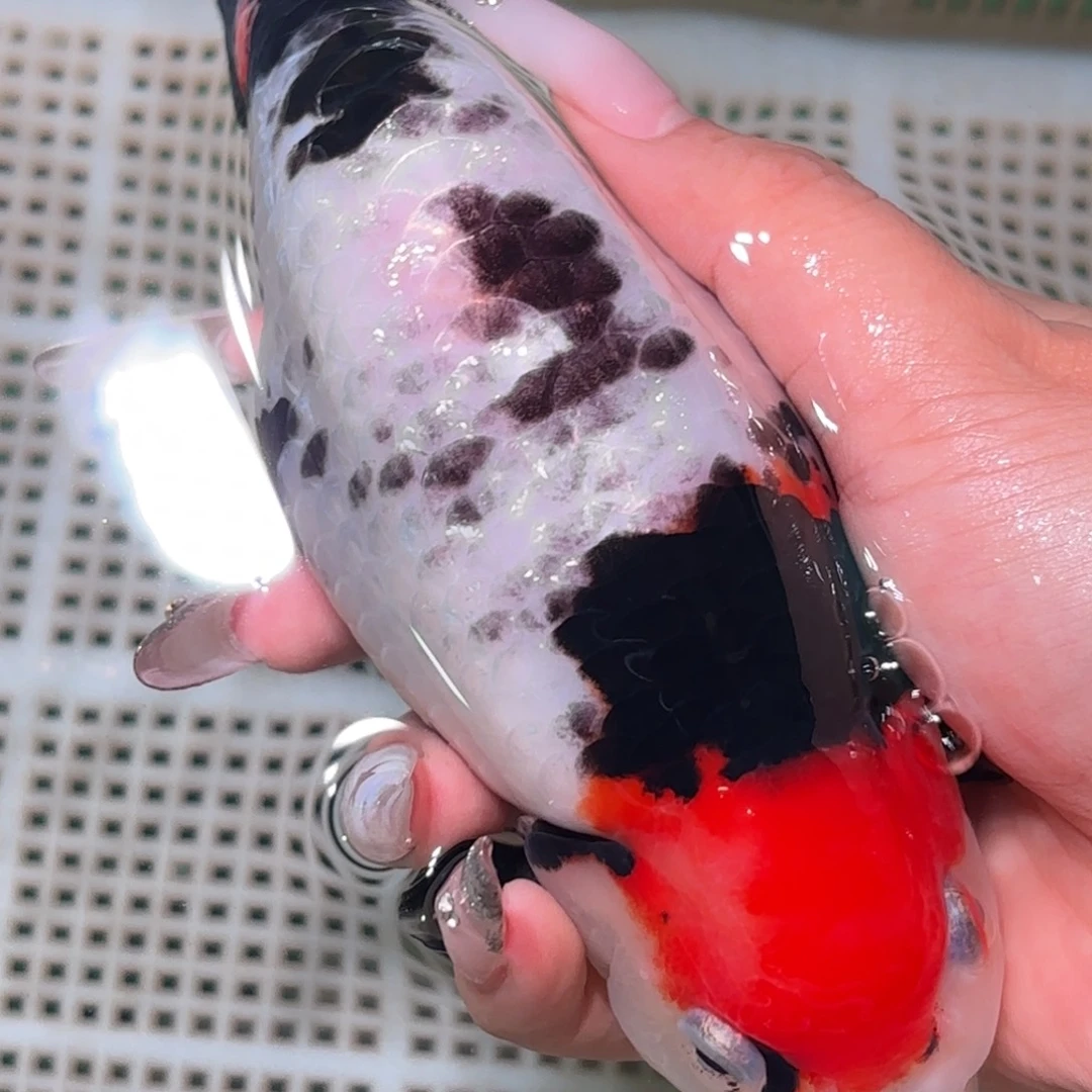 K***n金鱼不拍包装运费到付，拍包装包邮