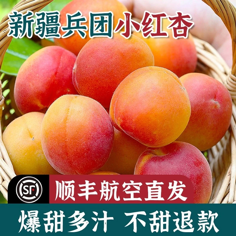 【中源推荐】新疆小红杏新鲜水果吊干杏鲜杏当季整箱阿克苏吊杆杏子