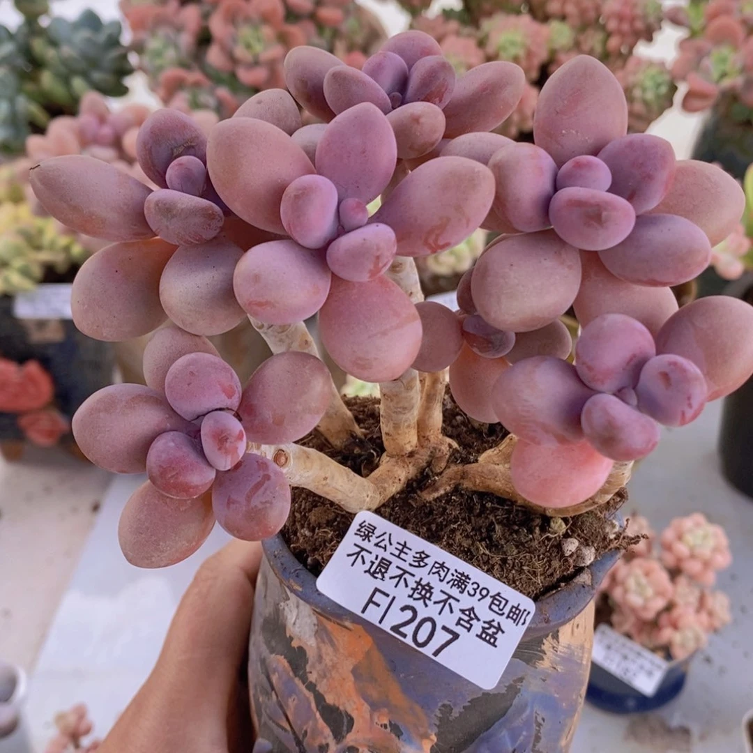 糖果桃蛋老桩11cm207多肉植物