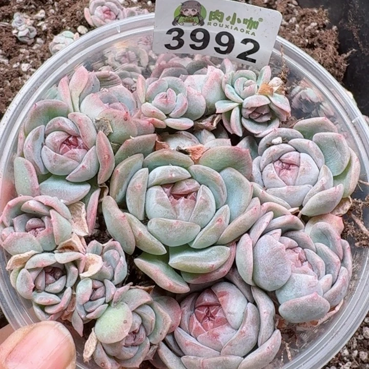 多肉植物多肉植物