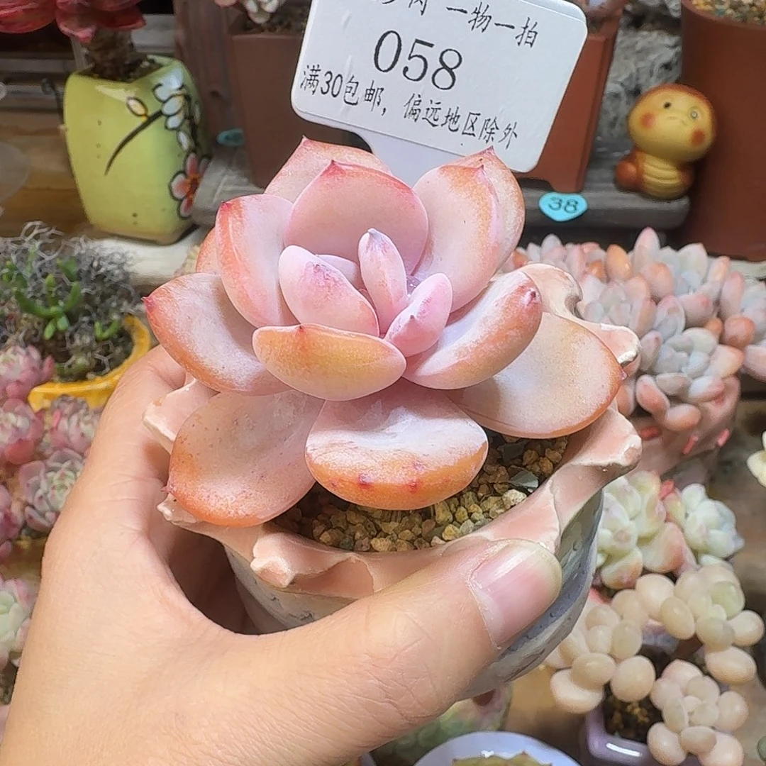 058 多肉含盆盆土 30元包邮非偏远