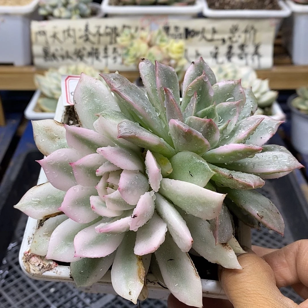 3102 粉爱丽宽覆轮锦 10 天后发货