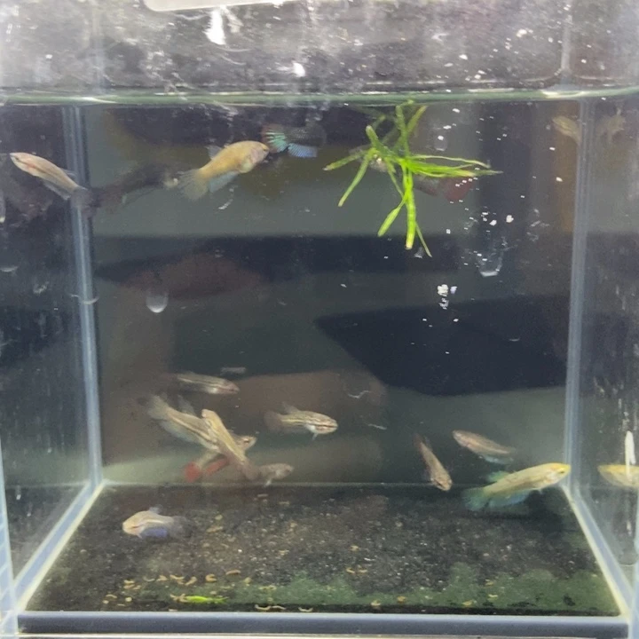 斗鱼包活不包损所见即所得109