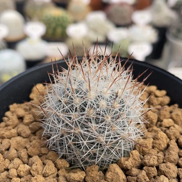 群狼丸       实生根