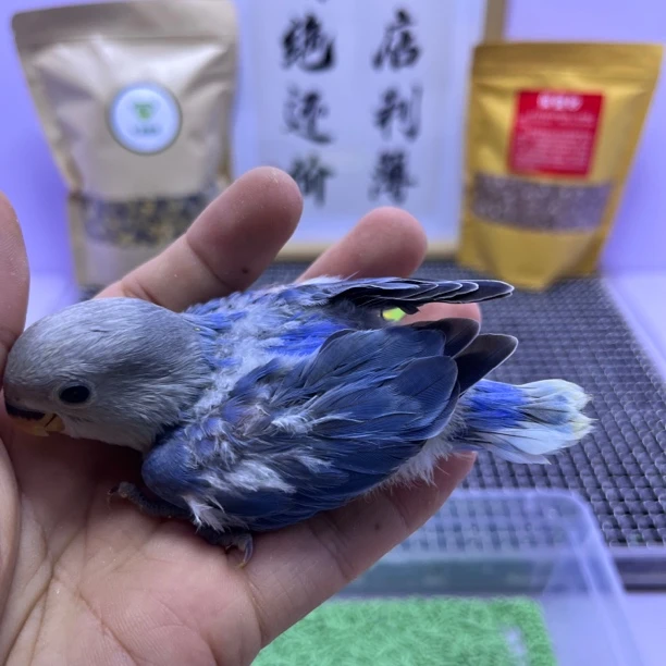 特价微咬毛蓝闪公K98819-桃面鹦鹉