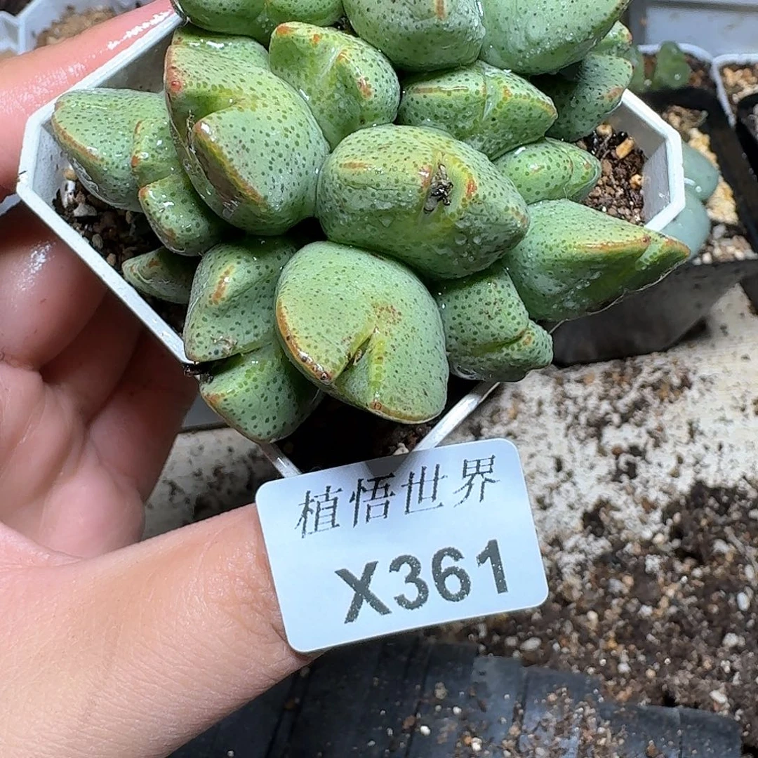 361盒多肉植物哇f f