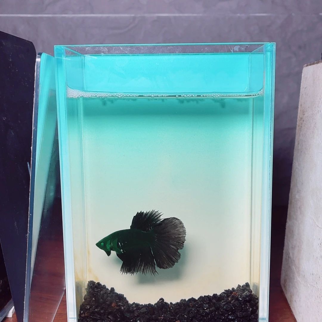 斗鱼绿魔半月公鱼