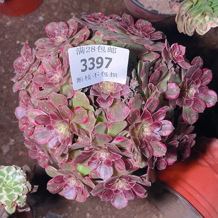 3397安娜多肉植物保护