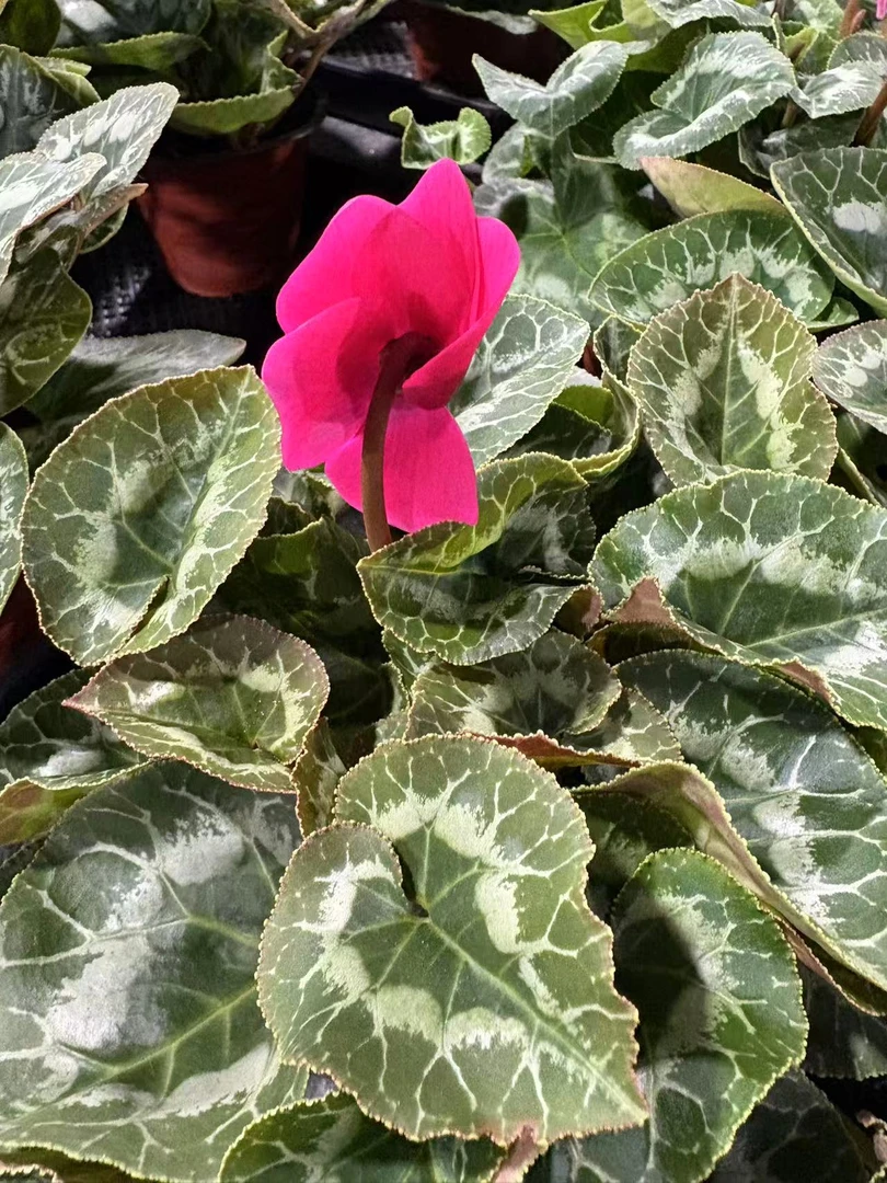 仙客来盆栽带花苞发货易开花好养