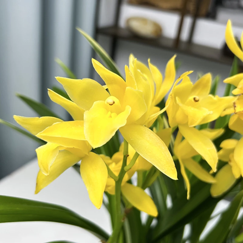 兰花苗大花蕙兰金如意客厅室内阳台庭院好养浓香型绿植花卉