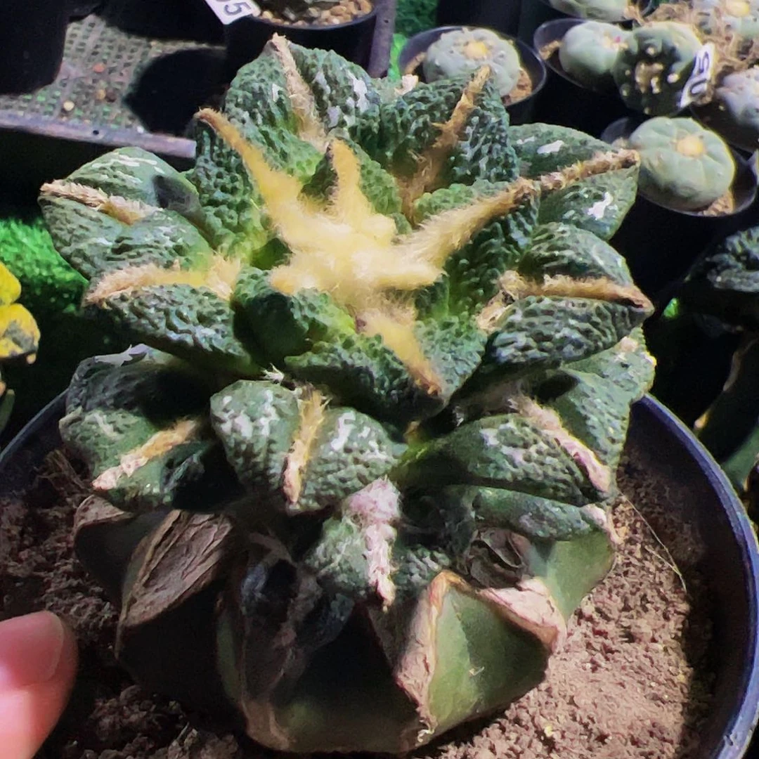 无花朵中筋大尤黑牡丹789