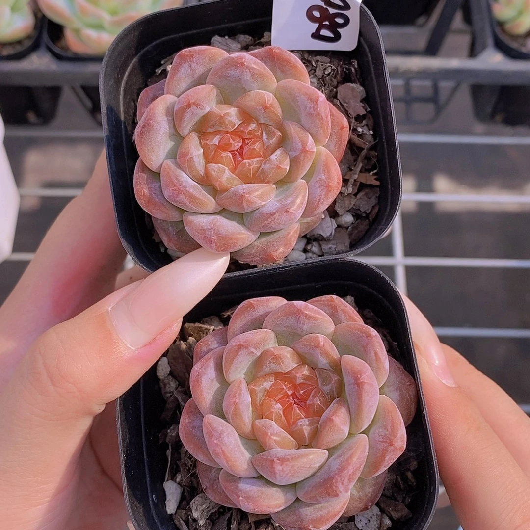 0804-67-粉糖心单头福利一颗量拍