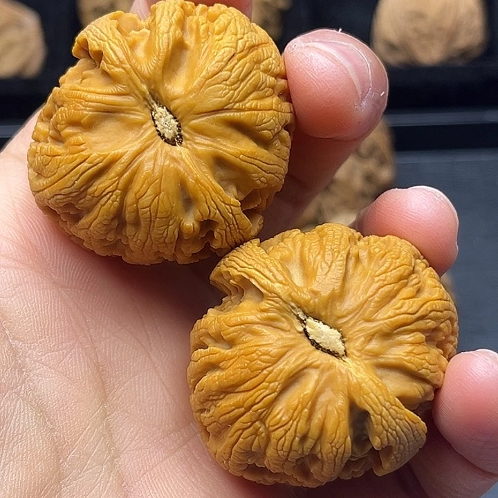 木质类秦岭突突突突突突