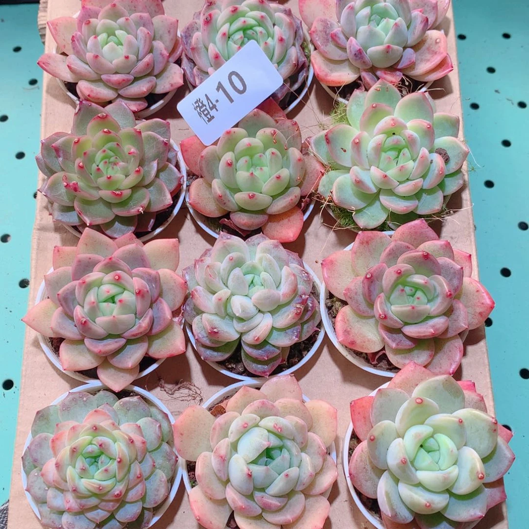 4-10一物一拍多肉带盆18颗