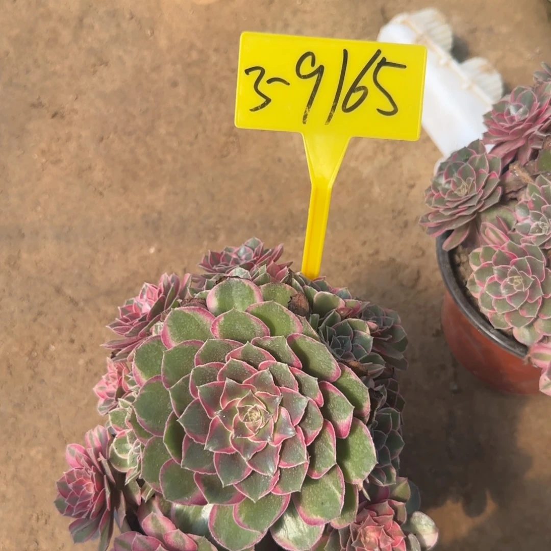 3-9165-黑魔锦多头多肉植物