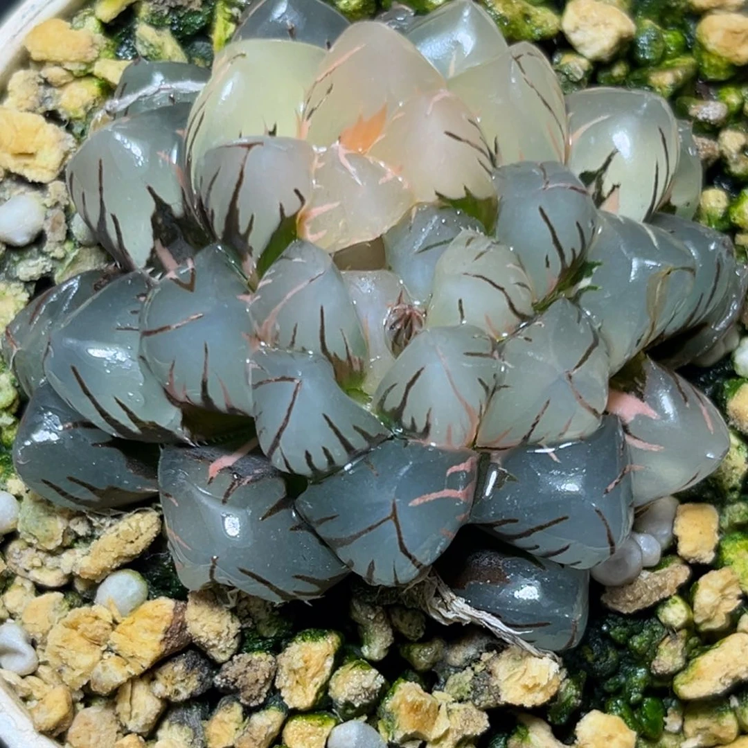 盛*恭喜发财大吉大利792