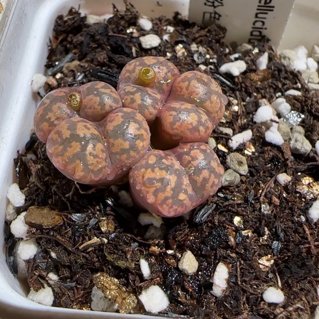 肉锥多肉植物组合-粉色勋章87