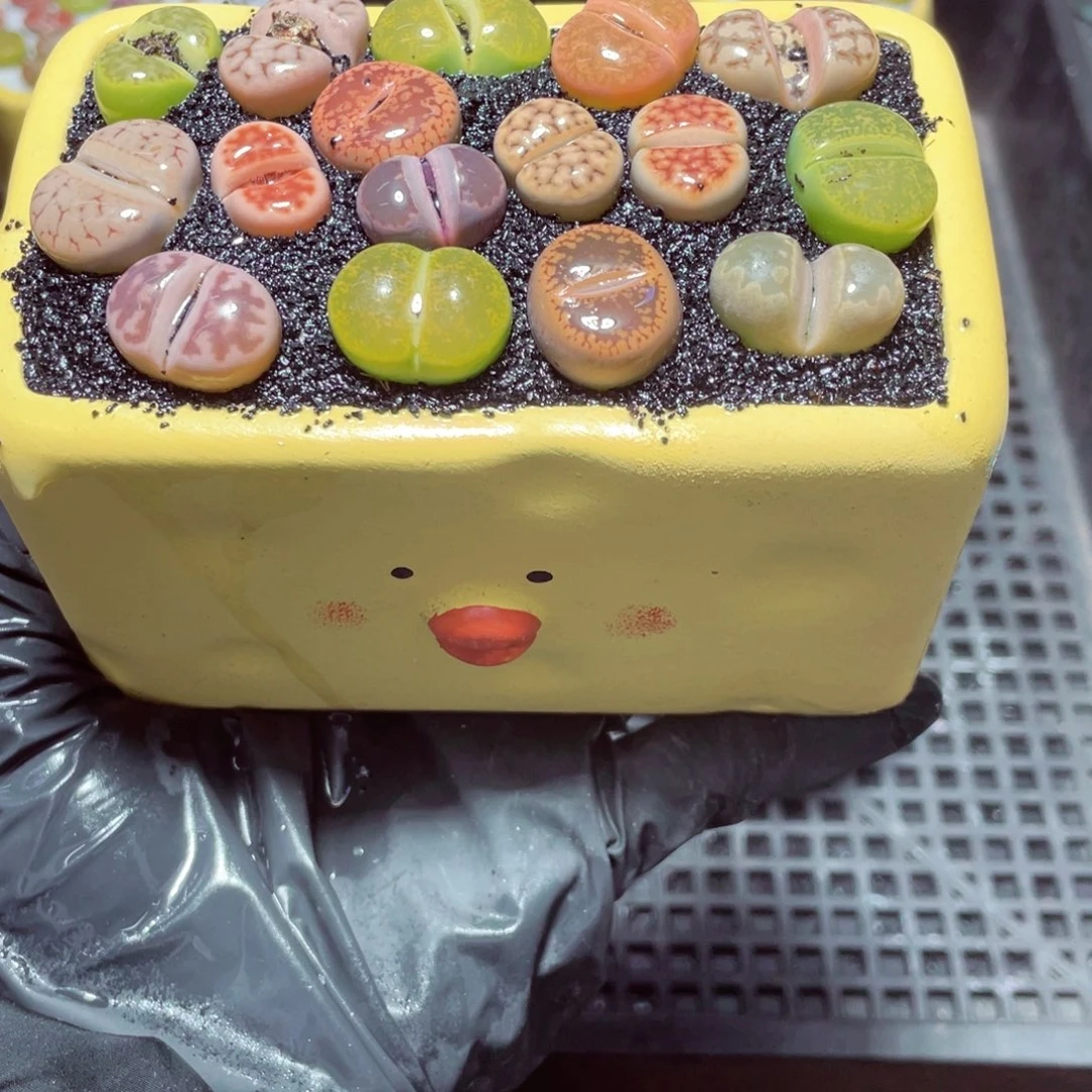 w8551 带盆土发货-零下地区拍保温箱