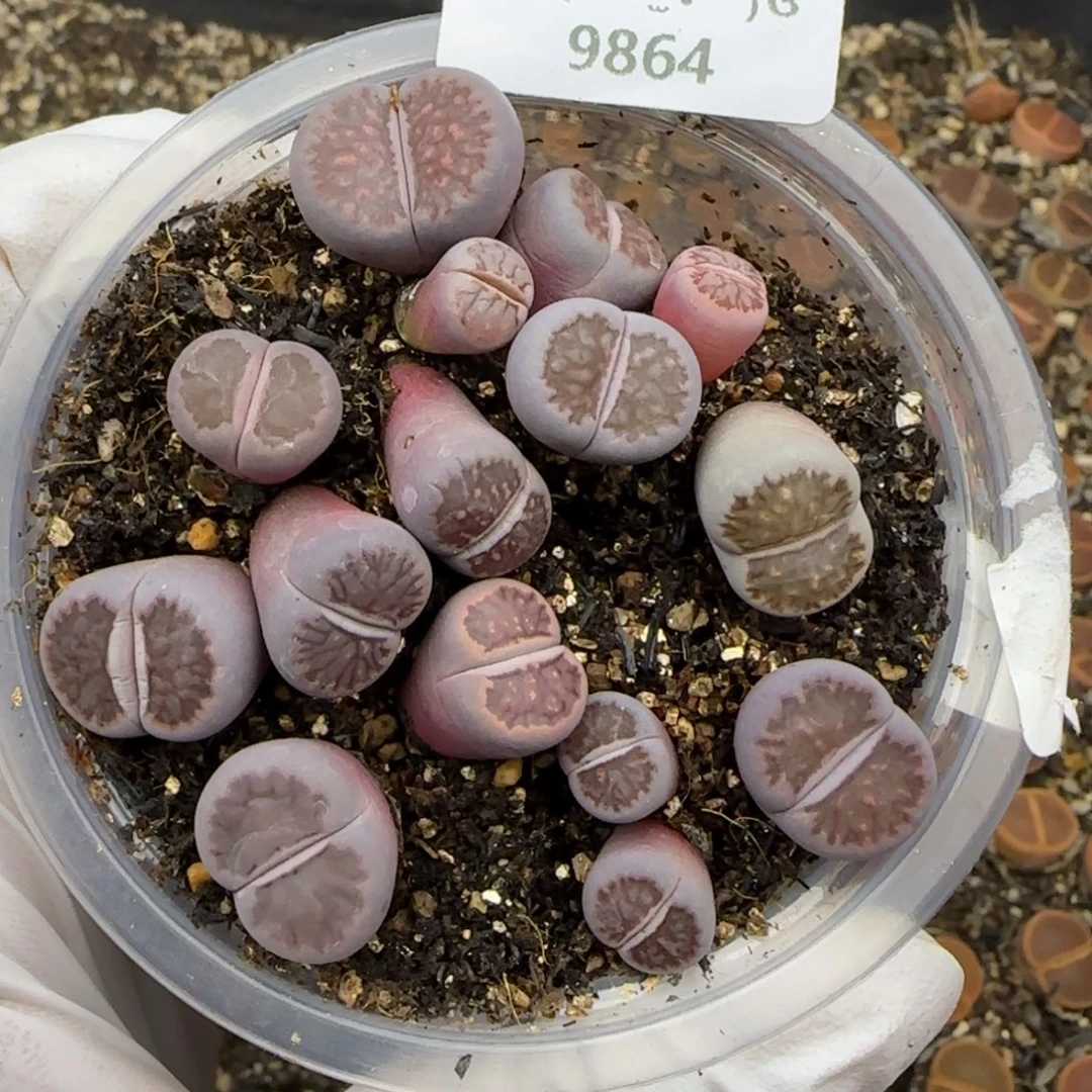 9864。默认脱土。18包邮。偏远88包邮