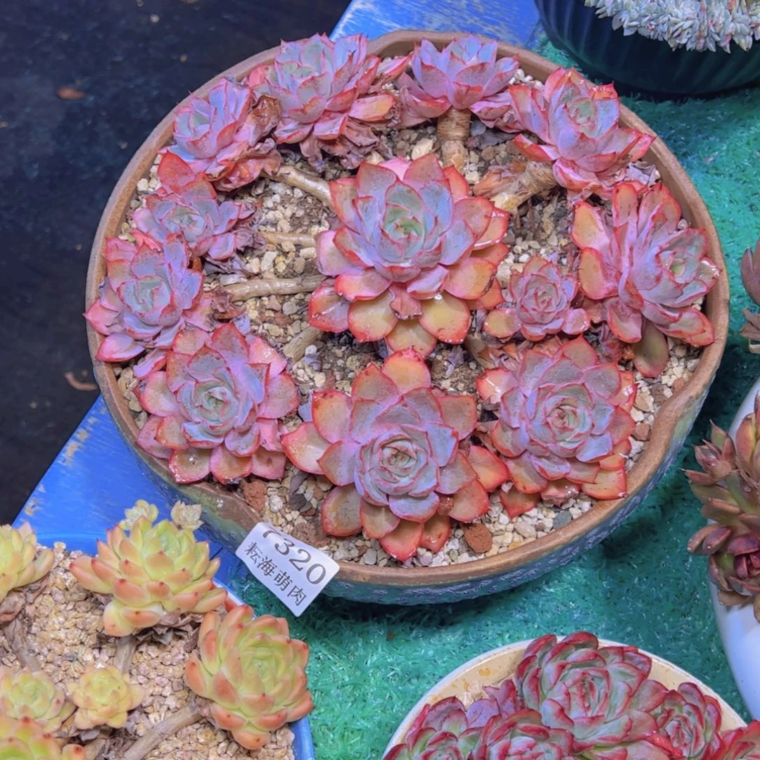 爱***世赫拉7320多肉植物